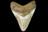 Fossil Megalodon Tooth - North Carolina #109030-1